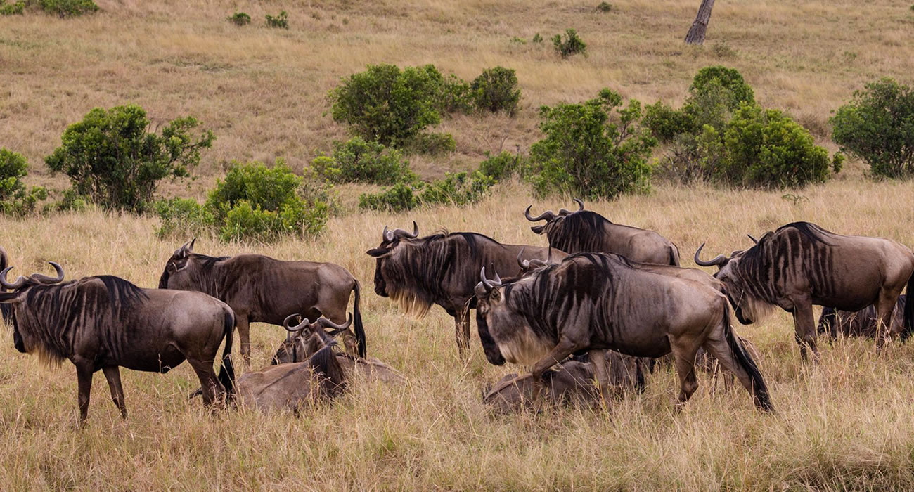 Tanzania Tour Packages | Wildlife Safaris and Holidays in Zanzibar